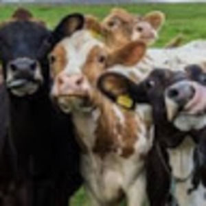 Meet your Posher, Peyton